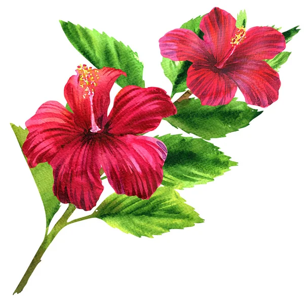 Hermosa flor rosada tierna grande, flor tropical floreciente de color rojo brillante con hojas, ramo romántico, aislado, acuarela dibujada a mano ilustración en blanco — Foto de Stock