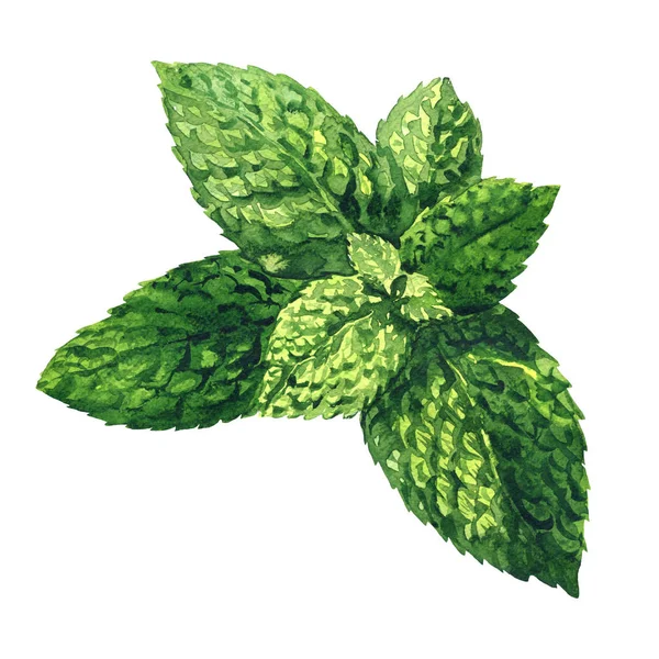 Fresh raw green mint leaves, spearmint, peppermint close up, isolated, hand drawn watercolor illustration on white — Stock Photo, Image