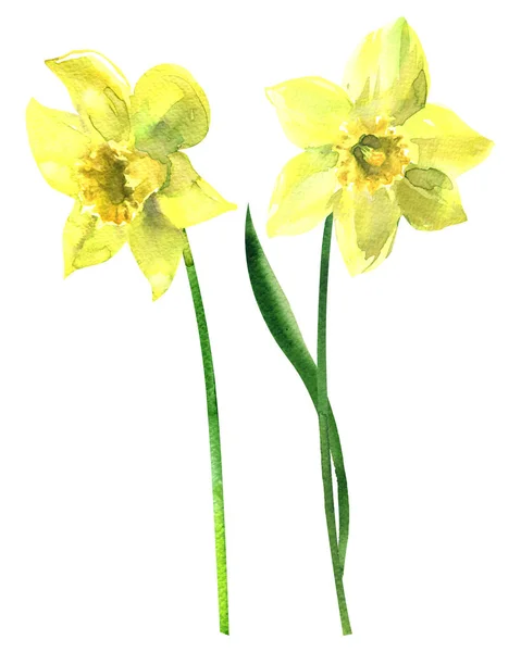 Two yellow daffodils, beautiful fresh spring narcissus flowers, isolated, hand drawn watercolor illustration on white — Stock Photo, Image