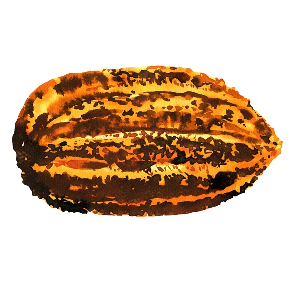 Verse cacao pods, tropisch eten, rijp cacao fruit, geïsoleerd, hand getekende aquarel illustratie op wit — Stockfoto