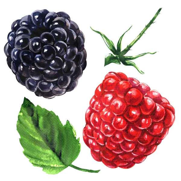 Rijpe sappige framboos en BlackBerry met blad en stengel, verse biologische bessen geïsoleerd, hand getekende aquarel illustratie op wit — Stockfoto