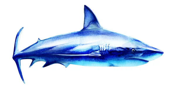 Ocean great white shark in the deep blue water, side view, big fish predator, hand drawn watercolor illustration on white — Stock Photo, Image