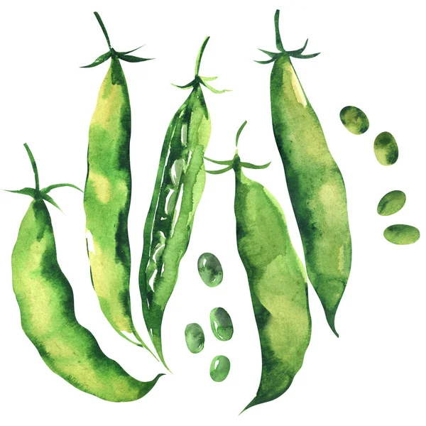 Fresh sweet green pea pod, peas, young sugar snap peas, isolated, hand drawn watercolor illustration on white — Stock Photo, Image