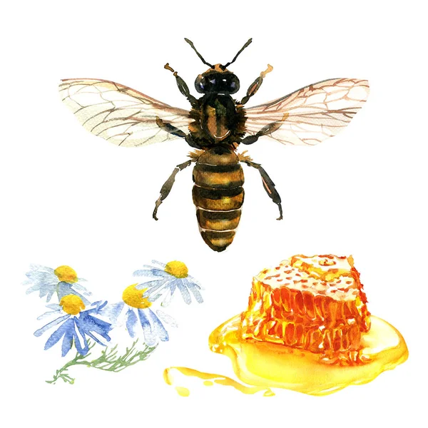 Mel floral natural colorido com favos de mel, flores de margarida, camomila selvagem, abelha e mel isolado, ilustração aquarela desenhada à mão no branco — Fotografia de Stock