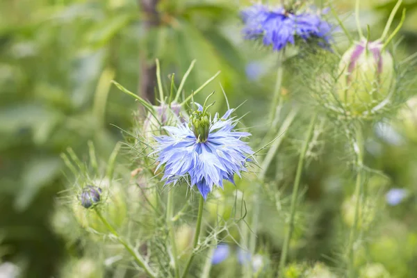 Nigella sativa, Black Cumin, medicine herb, spice, blue flowers with black seed on blurred green garden background