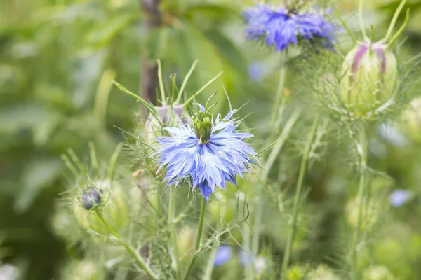 Nigella sativa, svart kummin, medicin ört, krydda, blå blommor med svart frö på suddig grön trädgård bakgrund — Stockfoto