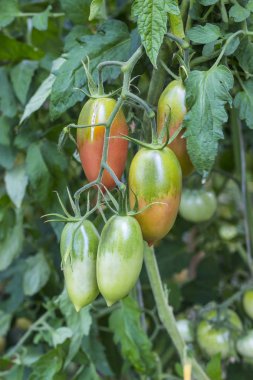 Bahçe ev arka plan, organik sebze, yaz hasat bir şube üzerinde büyüyen doğal kırmızı ve yeşil domates Dalı