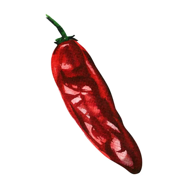 Szárított vörös csípős paprika, chili cayenne bors, fűszeres zöldség, elszigetelt, kézzel rajzolt akvarell illusztráció fehér — Stock Fotó
