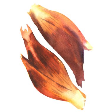 Taze zingiber mioga, myoga, bütün Japon zencefil tohumu, Japon sebzesi, Japon ve Kore mutfağı için malzeme, yakın plan, beyaz üzerine elle çizilmiş suluboya çizimi.