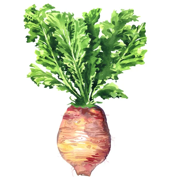 Voller lila Daikon-Rettich, frische Rübe, Gemüse, Bora-Radieschen, isoliert, handgezeichnete Aquarell-Illustration auf Weiß — Stockfoto