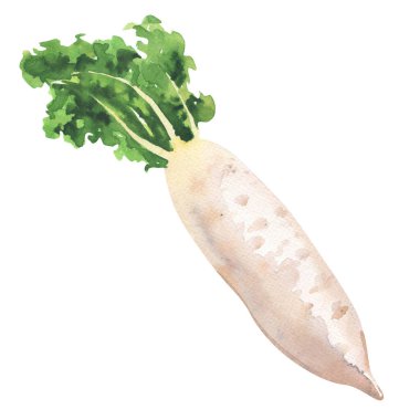 Daikon turpu, taze şalgam, beyaz turp, sebze soyutlanmış, beyaz üzerine elle çizilmiş suluboya çizimi