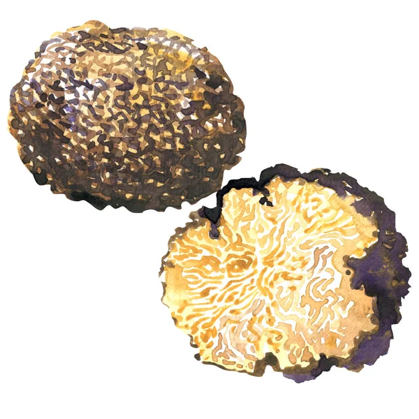 Champignon truffe entière et demi noir, tubercule uncinatum, isolé, aquarelle dessinée à la main illustration sur blanc — Photo