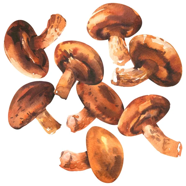 Frische Shiitake-Pilze isoliert, Nahaufnahme, Bio-Ernährungskonzept, handgezeichnete Aquarell-Illustration auf Weiß. Gestaltungselement für Speisekarte, Produktverpackung, Etikett — Stockfoto