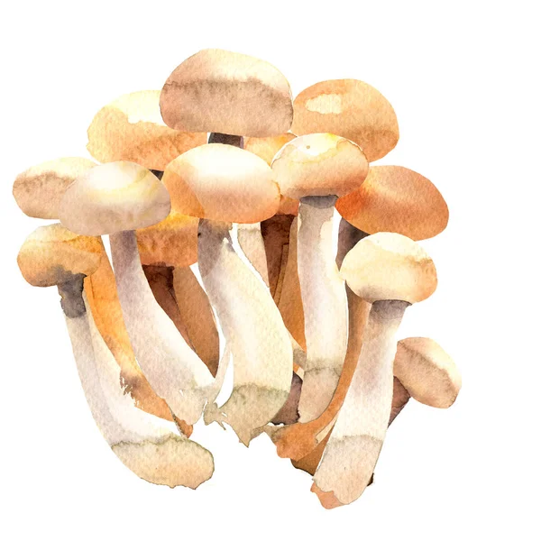 Shimeji-Pilze, Weißer Buchenpilz, Weißer Zweischalenpilz, Bunapi-Shimeji, Buna-Shimeji, Hon-Shimeji, Speisepilz isoliert, handgezeichnete Aquarell-Illustration auf Weiß — Stockfoto