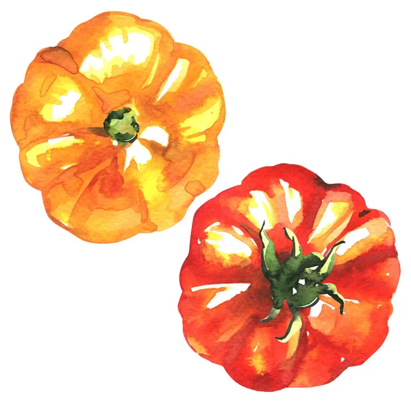 Taze sulu kırmızı ve sarı domates izole, üst görünüm, organik vejetaryen yiyecekler, doğal malzeme, yakın çekim, izole edilmiş, beyaz üzerine elle çizilmiş sulu boya.