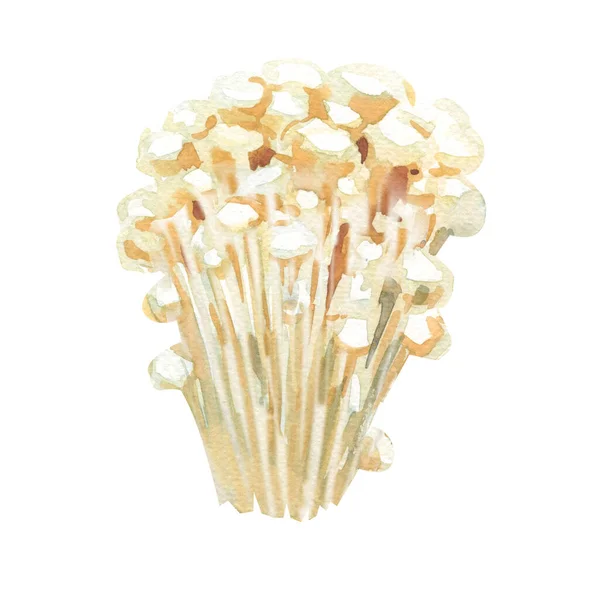 Энокитаке, гриб эноки, бархатная голень, гриб золотой иглы, съедобные грибы в семье Физические, Японская кухня, изолированные, нарисованные вручную акварельные иллюстрации на белом — стоковое фото