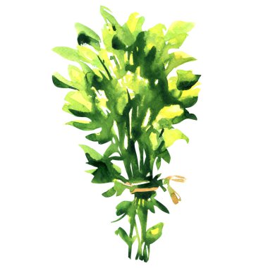 Bir demet taze marjoram, yeşil yapraklar, izole edilmiş, kekik otu, origanum majorana, baharatlı malzeme, organik gıda konsepti, beyaz üzerine elle çizilmiş suluboya çizimi.