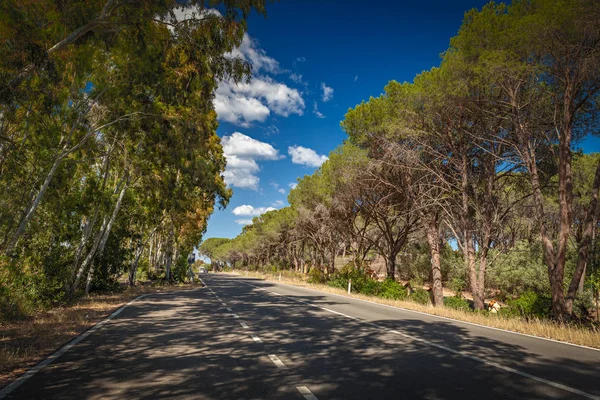 Carretera Rural Vacía Rodeada Árboles Colocando Sombras Cerdeña Italia — Foto de Stock