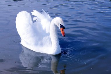 Gölün kenarındaki parkta güzel beyaz bir kuğu.