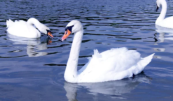 Three Beautiful White Swans Park Lake — Stock Photo, Image