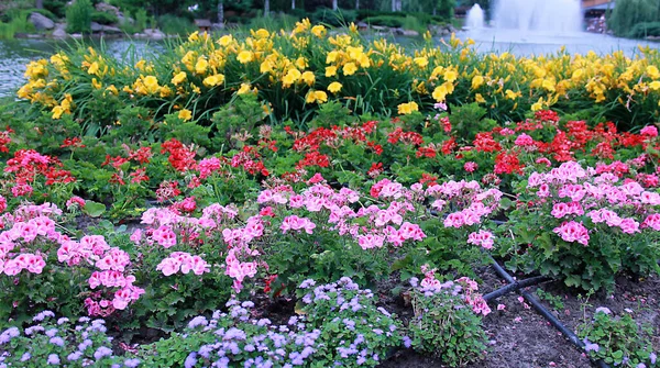 異なる花を持つ美しい開花植物の写真 — ストック写真