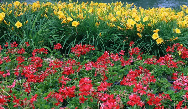 Foto Hermosas Plantas Con Flores Diferentes — Foto de Stock