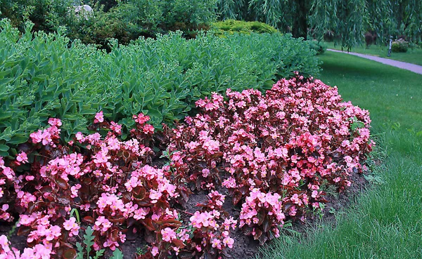 Foto Hermosas Plantas Con Flores Parterre Parque — Foto de Stock