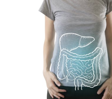 sağlıklı vücut üzerinde vurgulanan iç organları