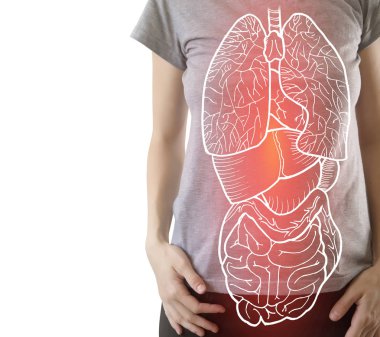 Bazı hastalıklar ile vurgulanan iç organlar