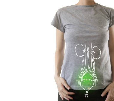 Human Female Kidney Anatomy highlighted green clipart
