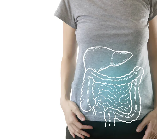 Órgãos internos destacados no corpo saudável — Fotografia de Stock