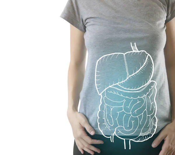 Highlighted internal organs on healthy body — Stock Photo, Image