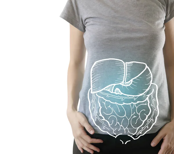 Виділені внутрішні органи на здоровому тілі — стокове фото