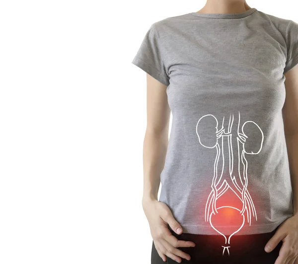 Anatomi Kidney Wanita Manusia disorot merah — Stok Foto