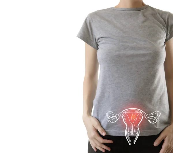 Anatomi Sistem Reproduksi Wanita — Stok Foto