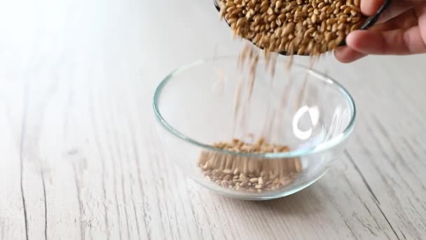 Пшеница Einkorn Деревянной Чаше Называемой Littlespelt Сушеные Зерна Triticum Monococcum — стоковое видео