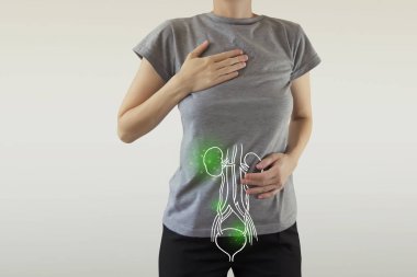 İnsan kadın böbrek anatomisi yeşil vurgulanır