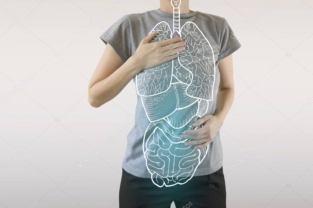 highlighted internal organs on healthy body