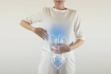 İnsan dişi böbrek ve mesane anatomisi