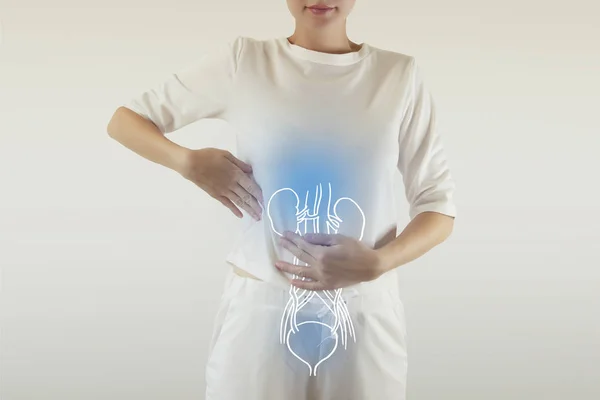 Human Female Kidney and bladder Anatomi — Stok Foto