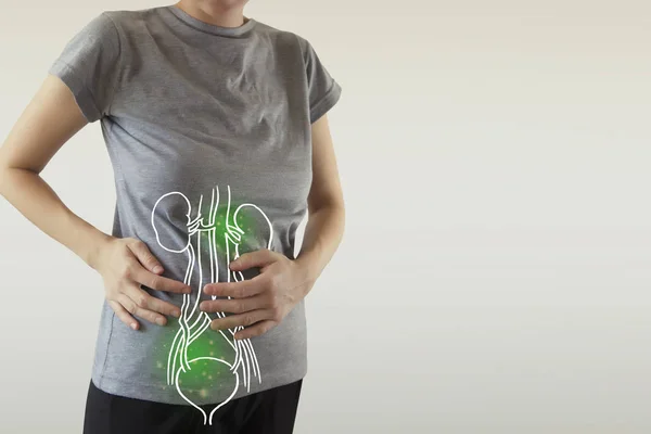 Menschliche weibliche Nierenanatomie grün hervorgehoben — Stockfoto