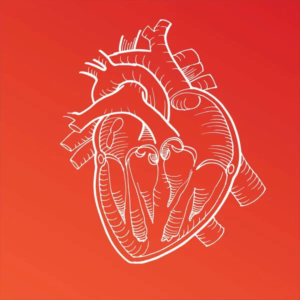 Anatomical Human Heart Drawing White Pencil Line Red Background — Stock Vector