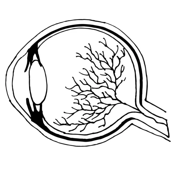 Linear Hand Drawn Illustration Human Eye Logotype Banner Design Template — Stock Vector