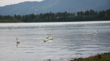 Forggensee Gölü, Schwaben - Swabia, Doğu Allgaeu, Fuessen, Schwangau, Bavyera, Almanya.