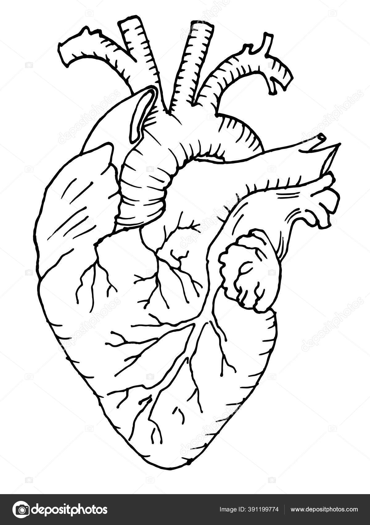 Kontur Vektor Garis Besar Gambar Organ Jantung Manusia