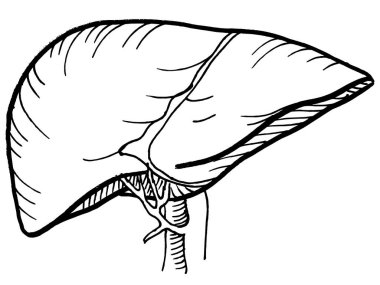 İnsan karaciğer organının kontur vektör çizimi. Tıbbi tasarım düzenlenebilir şablon