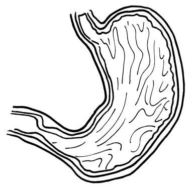 İnsan mide organının kontur vektör çizimi. Tıbbi tasarım düzenlenebilir şablon