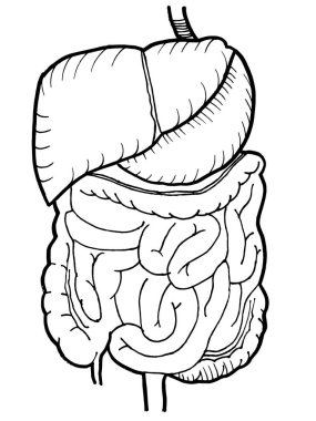 İnsan bağırsağı ve karaciğer organı çizimi. Tıbbi tasarım düzenlenebilir şablon