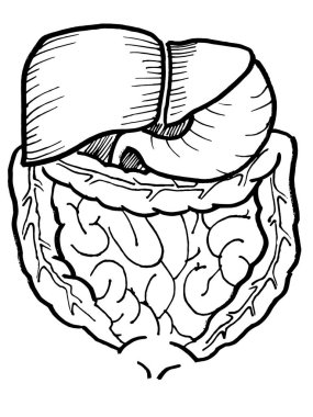 İnsan bağırsağı ve karaciğer organı çizimi. Tıbbi tasarım düzenlenebilir şablon