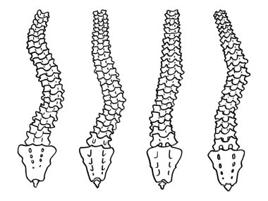 İnsan omurgası iskeletinin kontur vektör çizimi. Tıbbi tasarım düzenlenebilir şablon